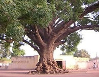 arbre.jpg