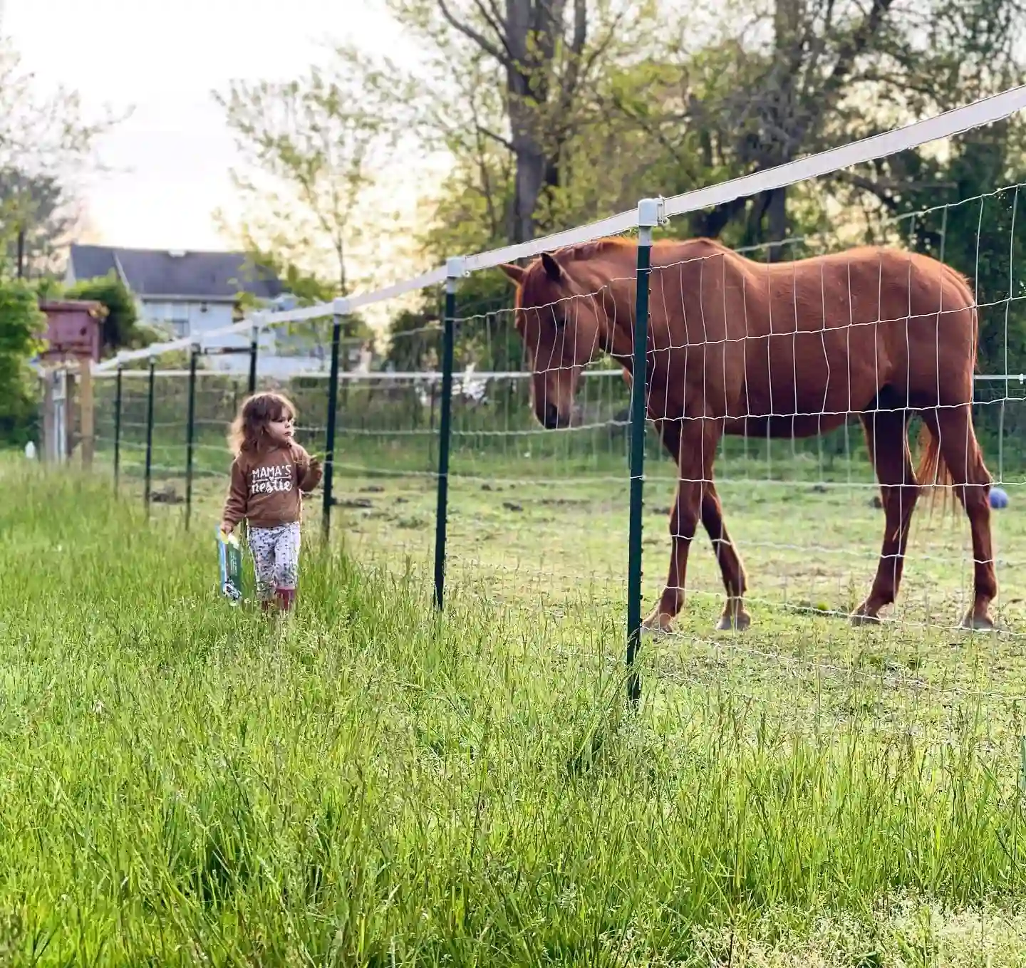 Livie and Rousseau - Freshcoln Farms.webp