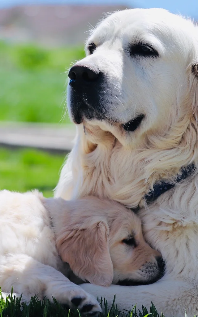 Golden Retriever Puppies For Sale Amazing Goldens Utah