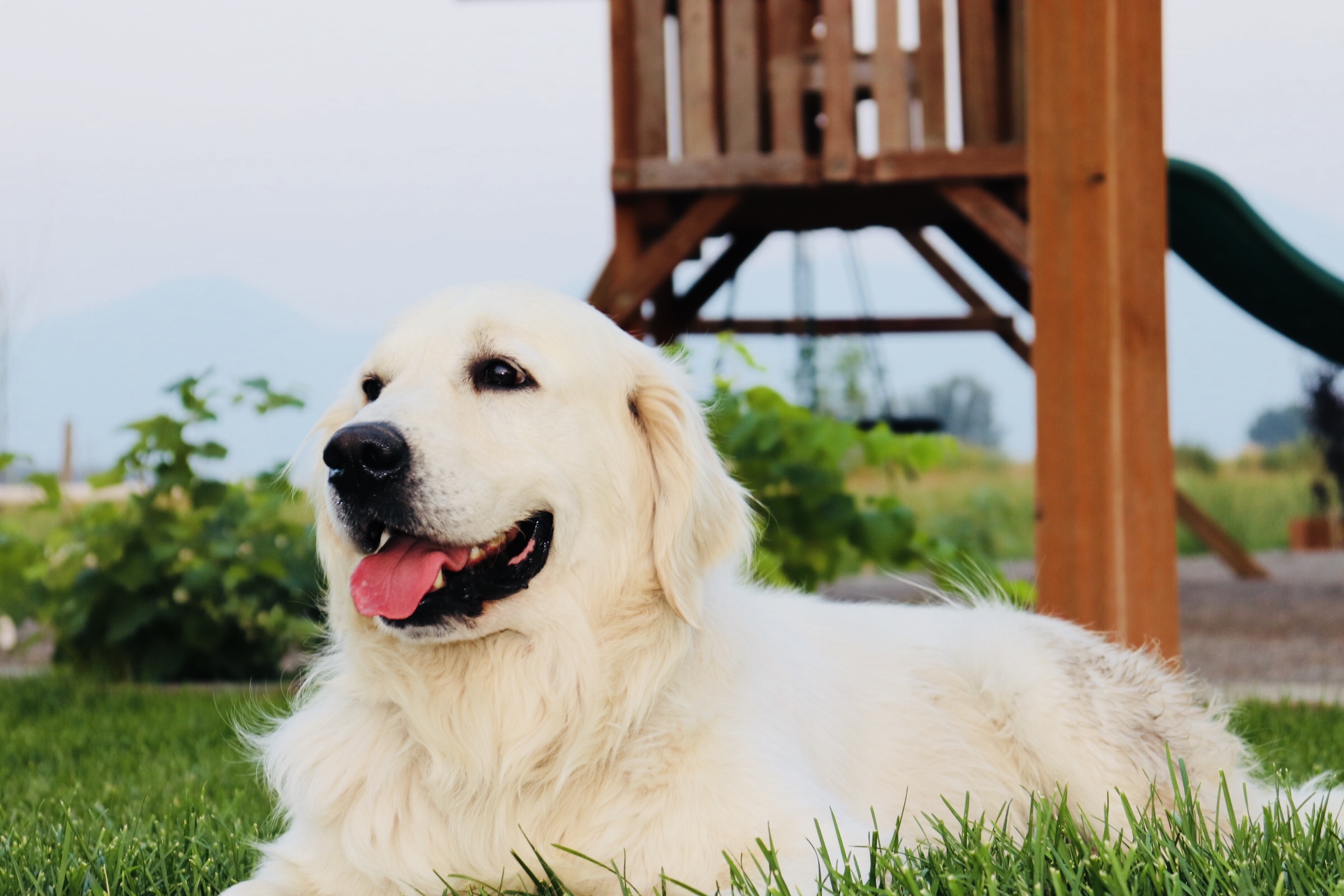 English Creme Stud Golden Retriever Amazing Goldens Utah