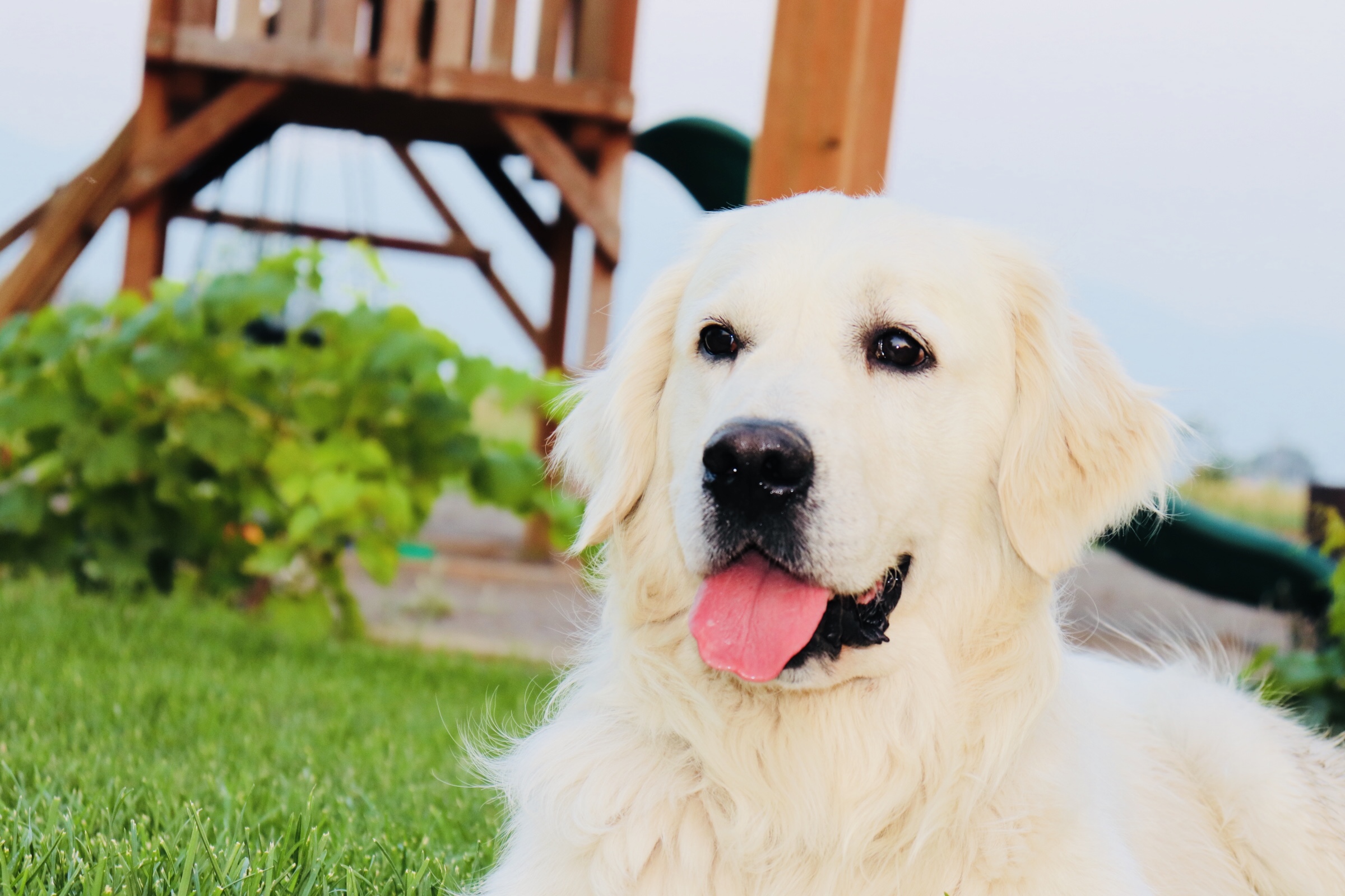 English Creme Stud Golden Retriever Amazing Goldens Utah