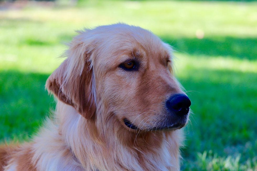 Golden Retriever Puppies For Sale Amazing Goldens Utah