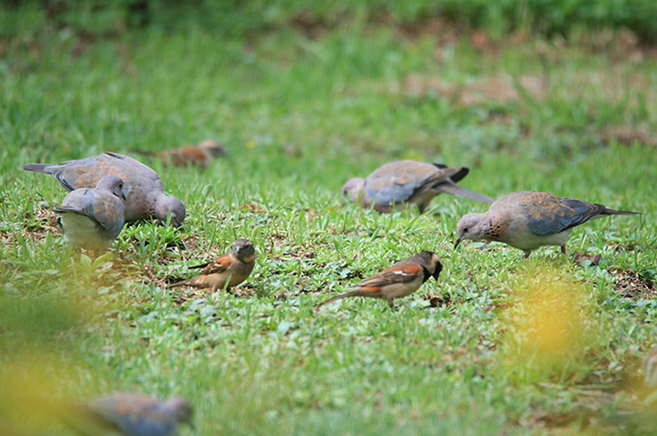 Birds-feeding.jpg