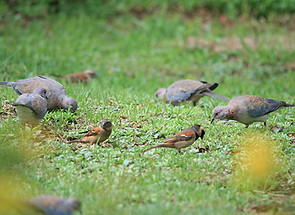 Birds-feeding.jpg