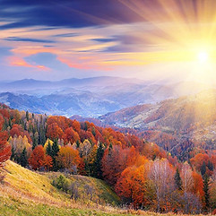 Vegetation-at-sunrise.jpg