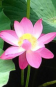 Nelumbo_nucifera-flower.jpg