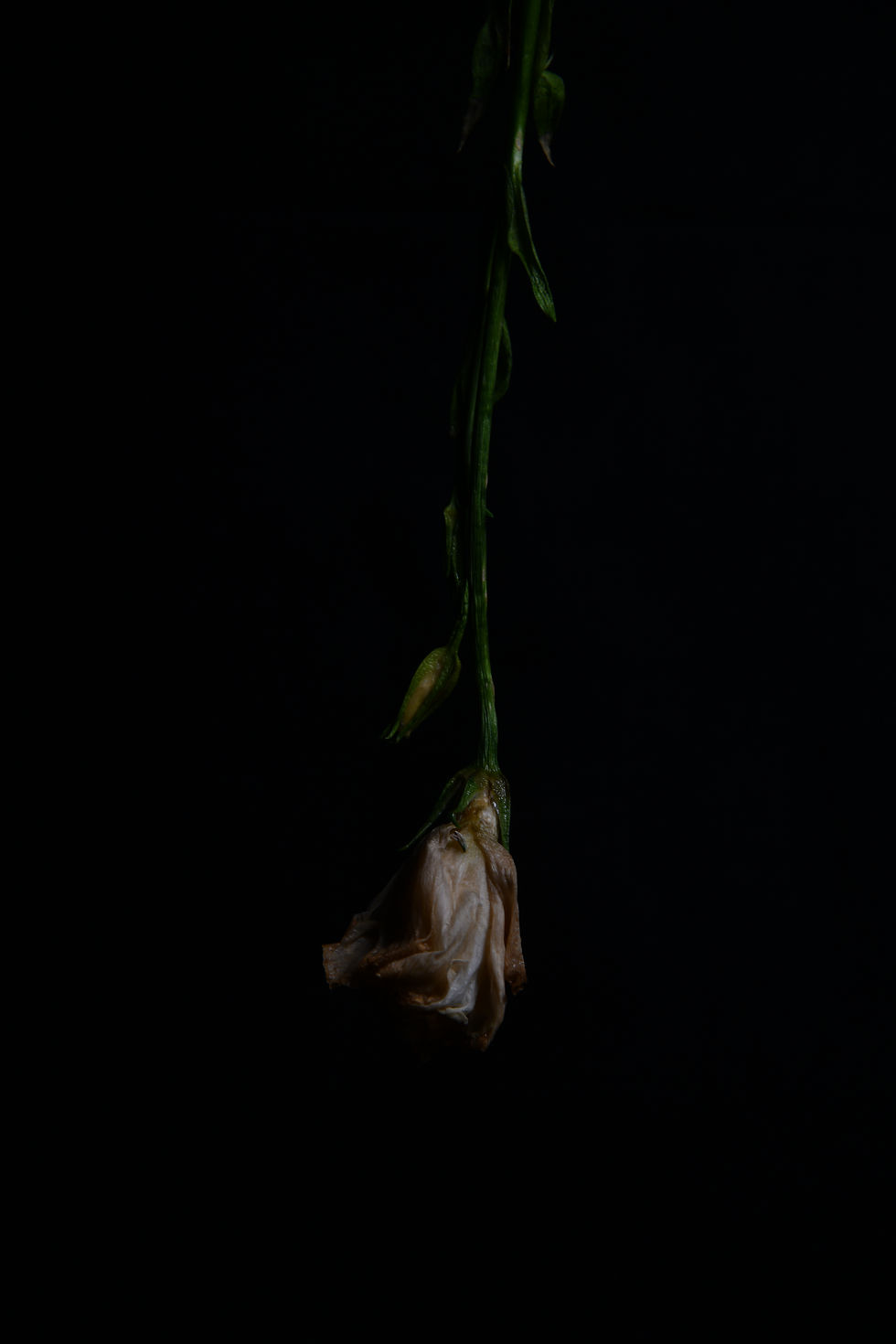 20200331 Flower D8500818