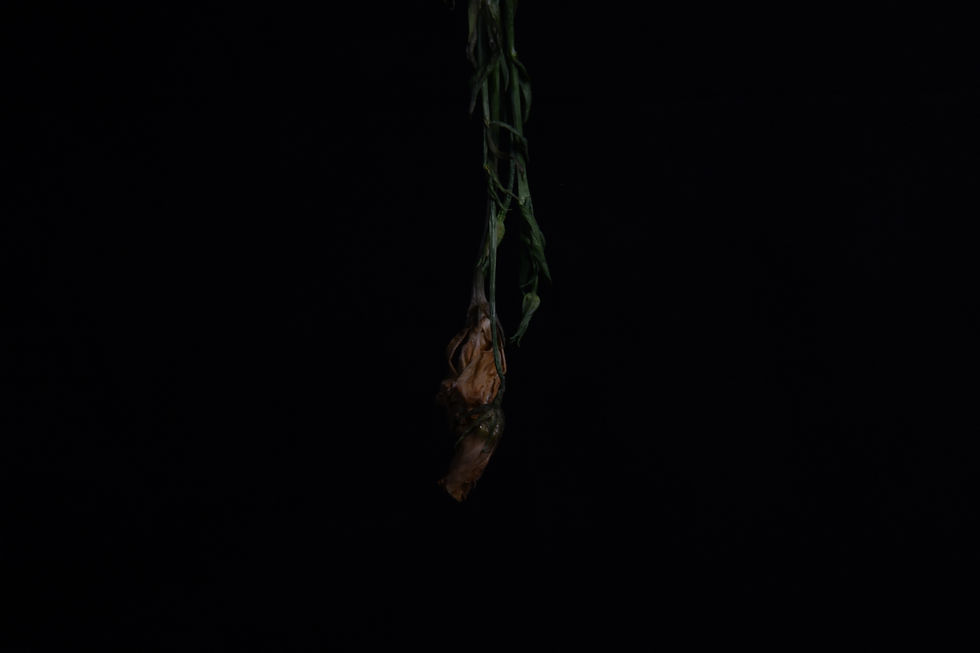 20200331 Flower D8500987