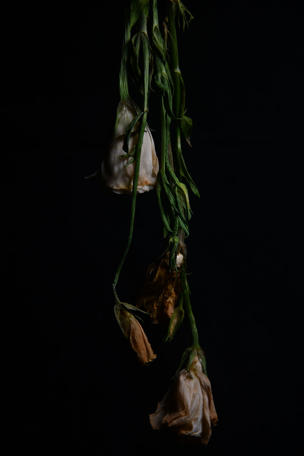 20200331 Flower D8500846