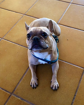Canela B.jpg