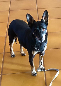 Paquito.jpg