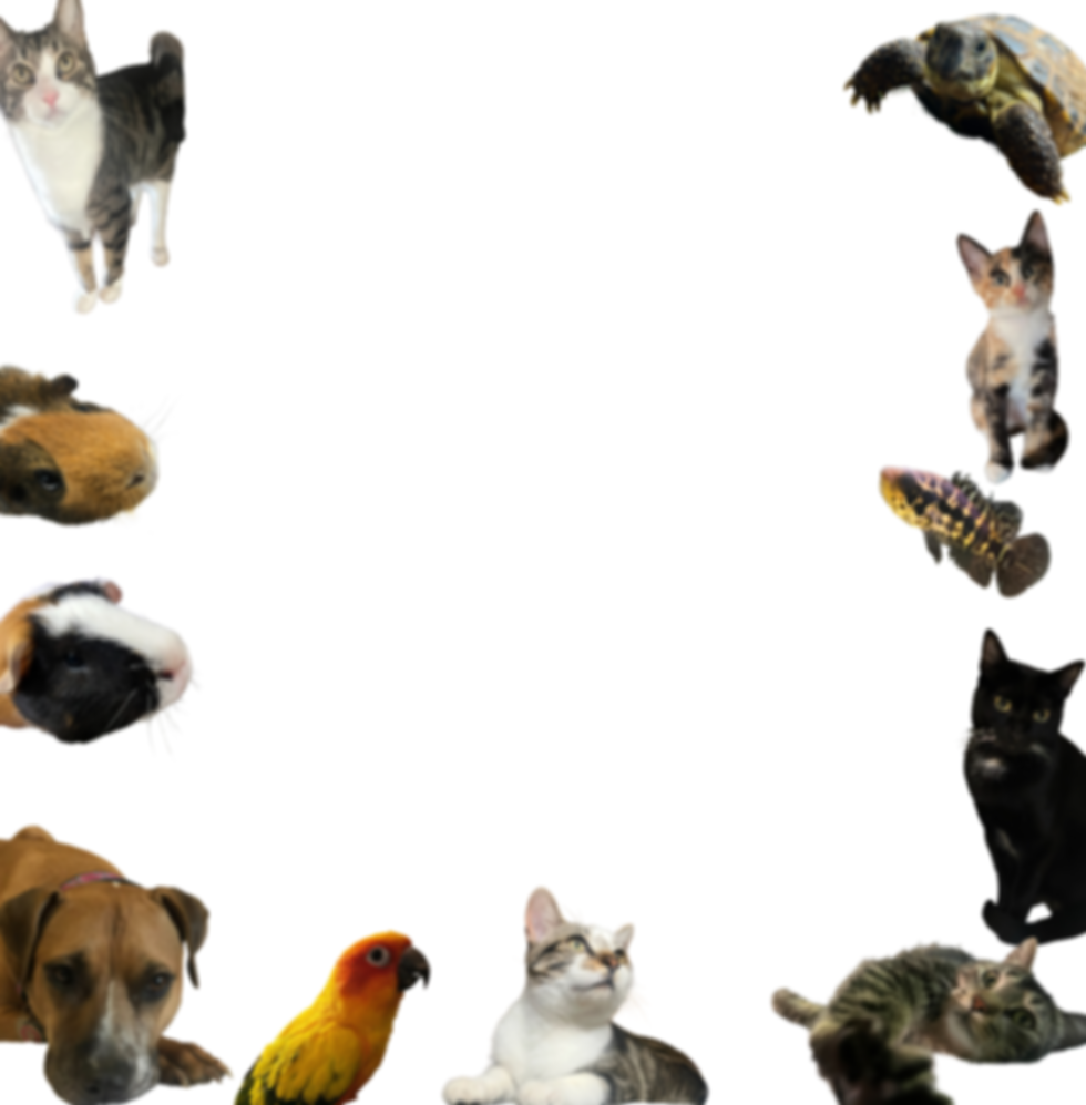 IMG_5232_edited.png