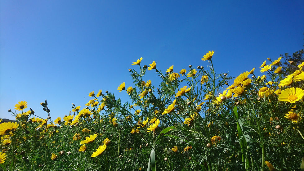Dandelions at LOVE.jpg