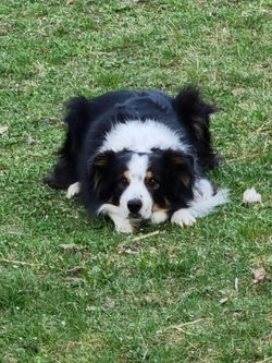 Lucky, 7 ans