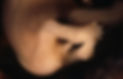 nub.jpg