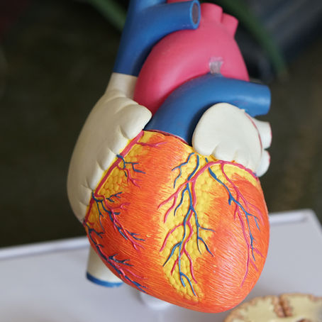 A gut infection may be contributing to heart disease