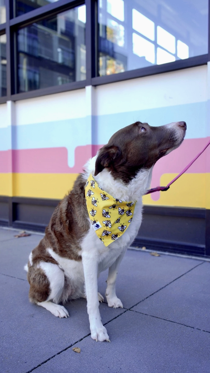 Thumbnail: Reversible  Bandana