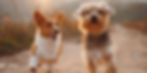 Dog Friends_edited.jpg