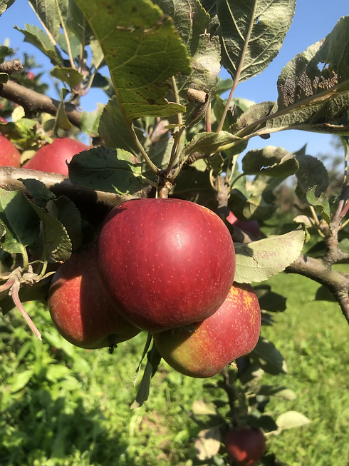title apple wix.heic