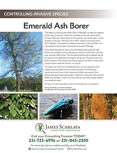 Emerald Ash Borer Article | Tree Defend