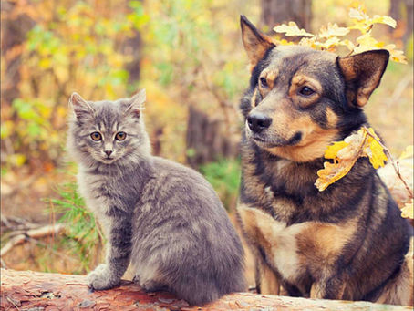10 Fall Safety Tips Every Pet Owner Should Know