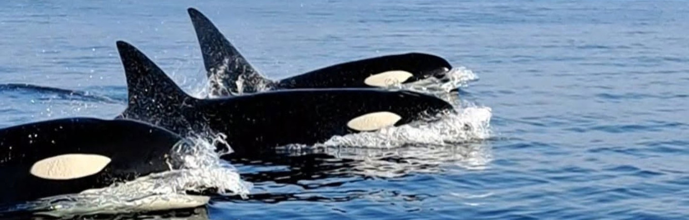 orca_photo_2160x1244.jpg