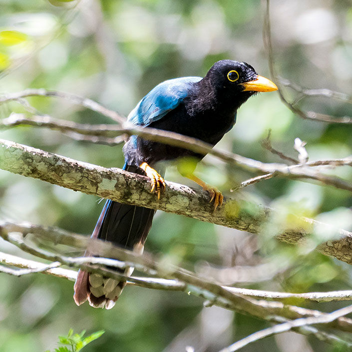 Chara yucateca (Cyanocorax yucatanicus) posada en una rama de la selva baja