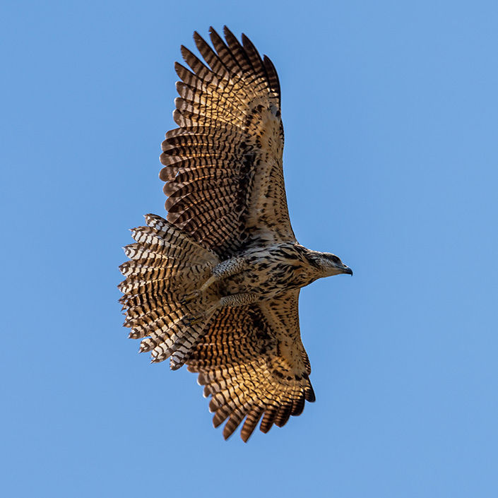 Aguililla negra mayor (Buteogallus urubitinga) en vuelo con las alas abiertas contra el cielo azul