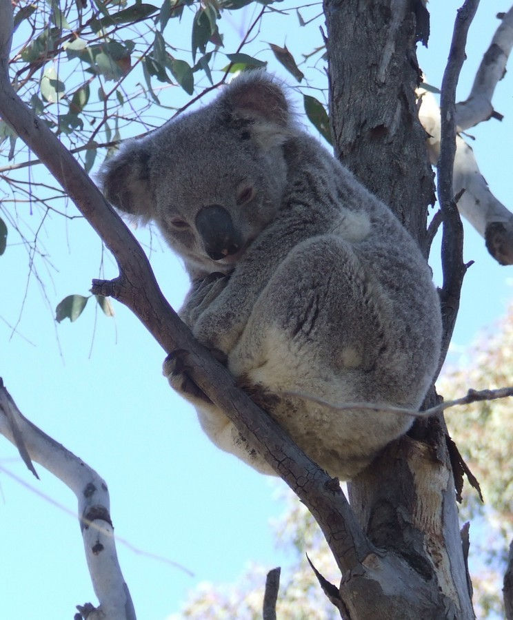 Koala's Future in Safe Hands