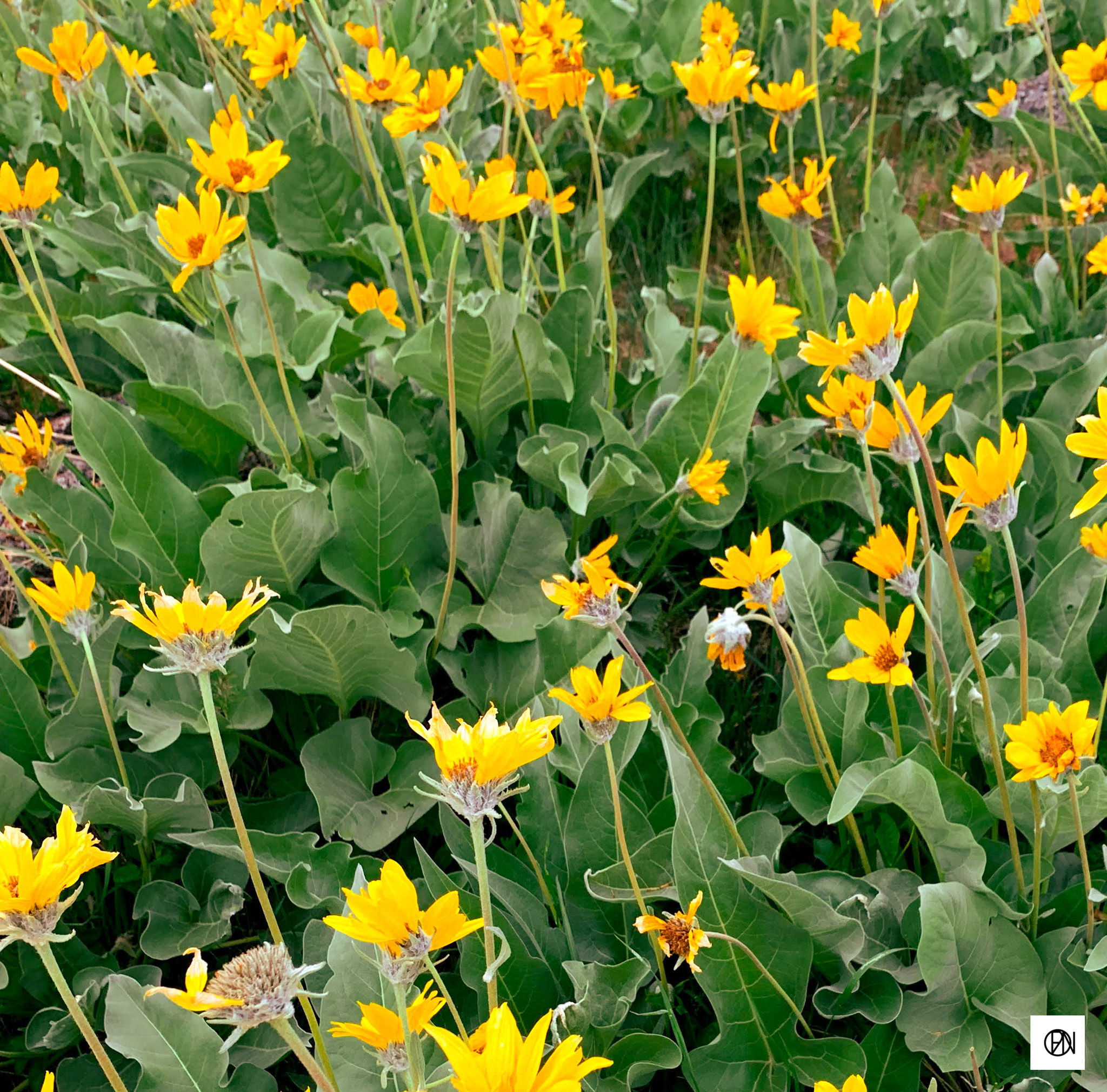 Yellow flowers