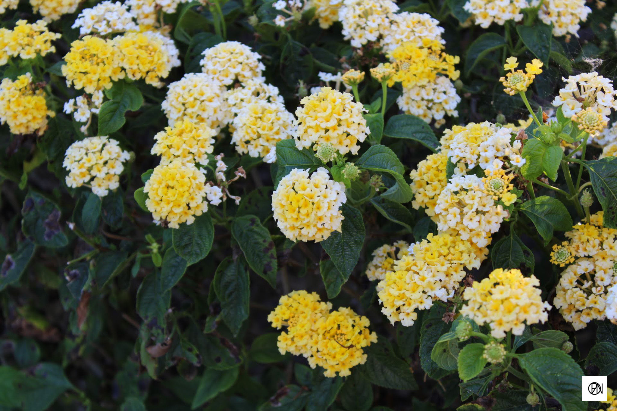 Yellow flowers