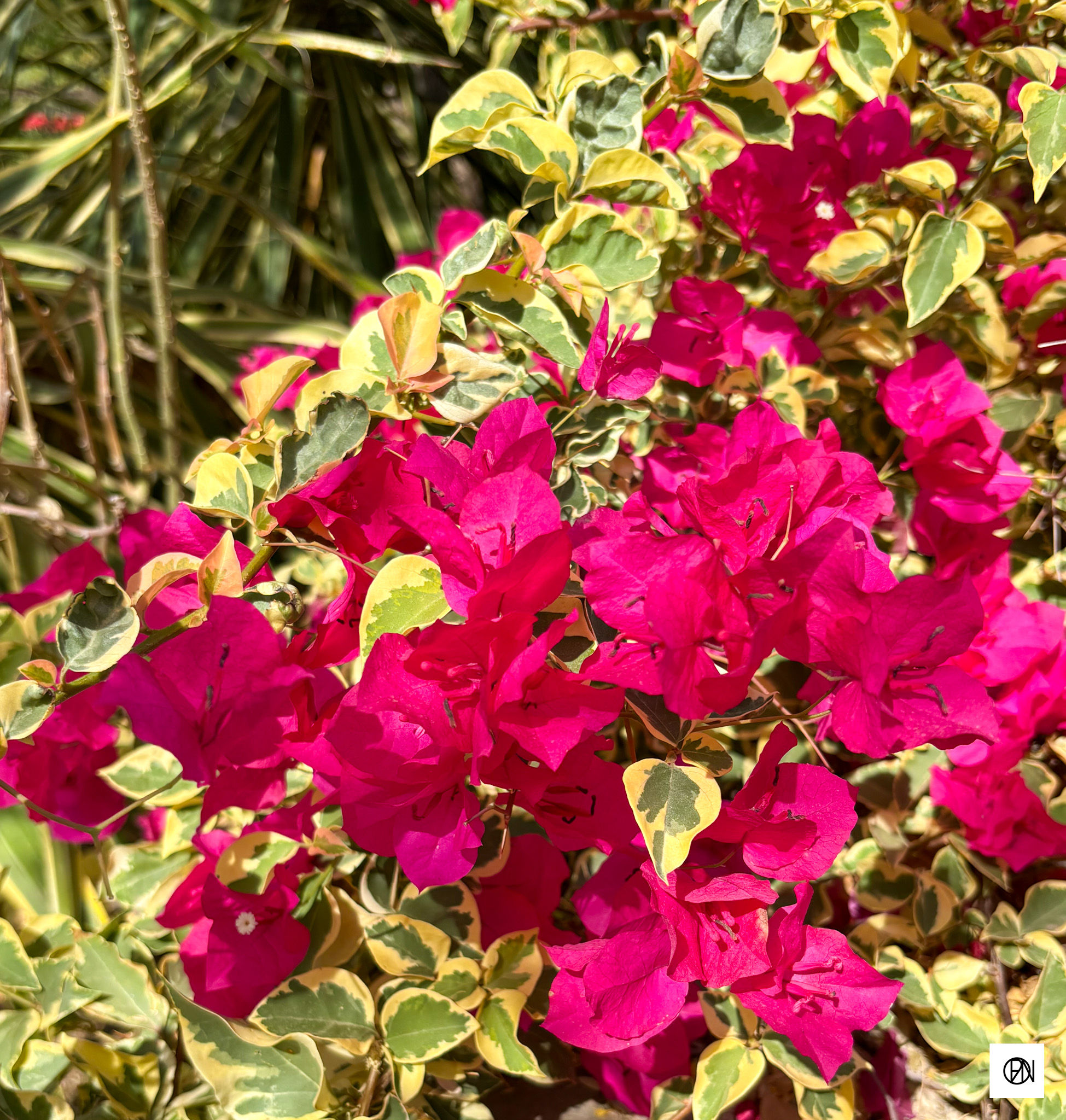Plants