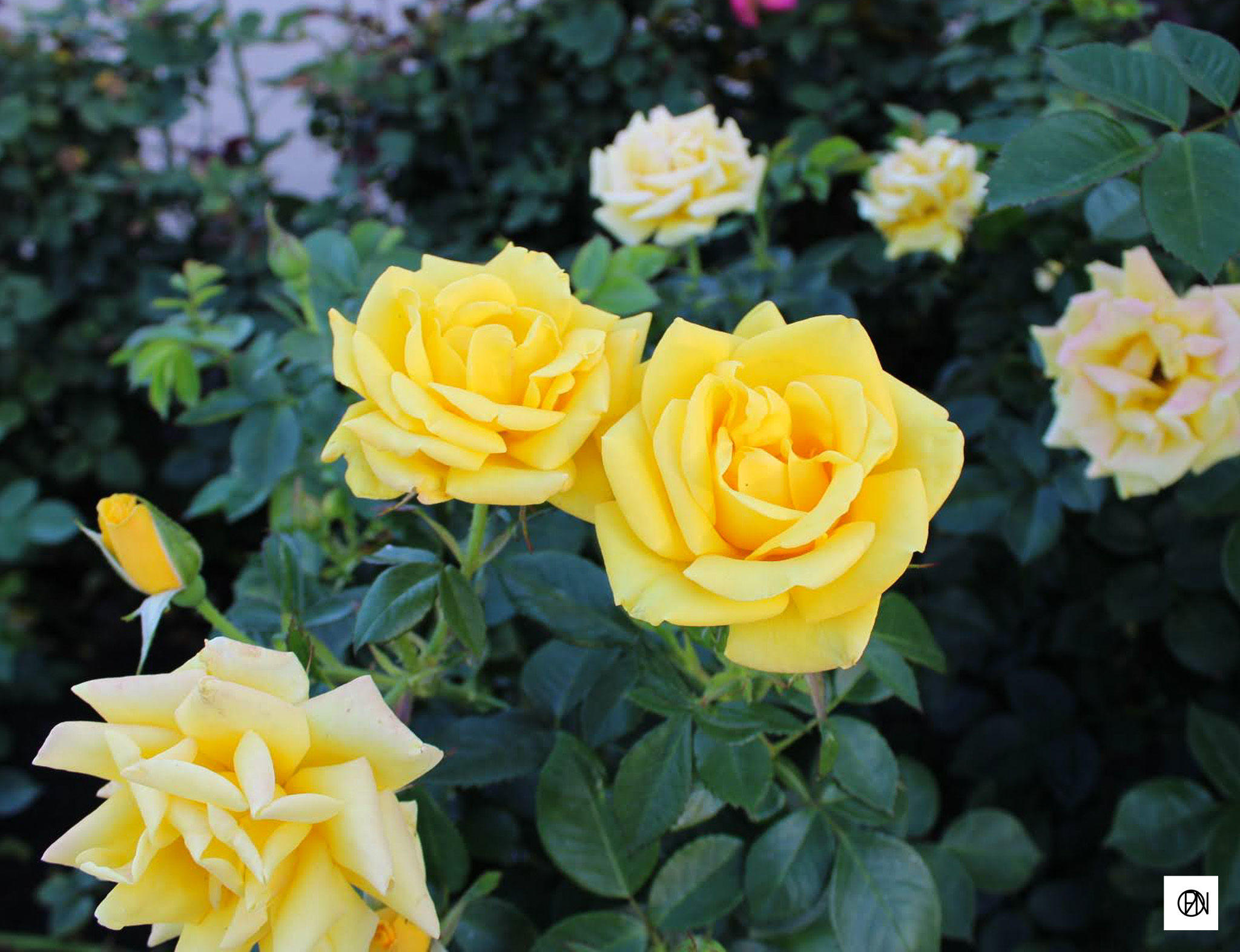 Yellow roses