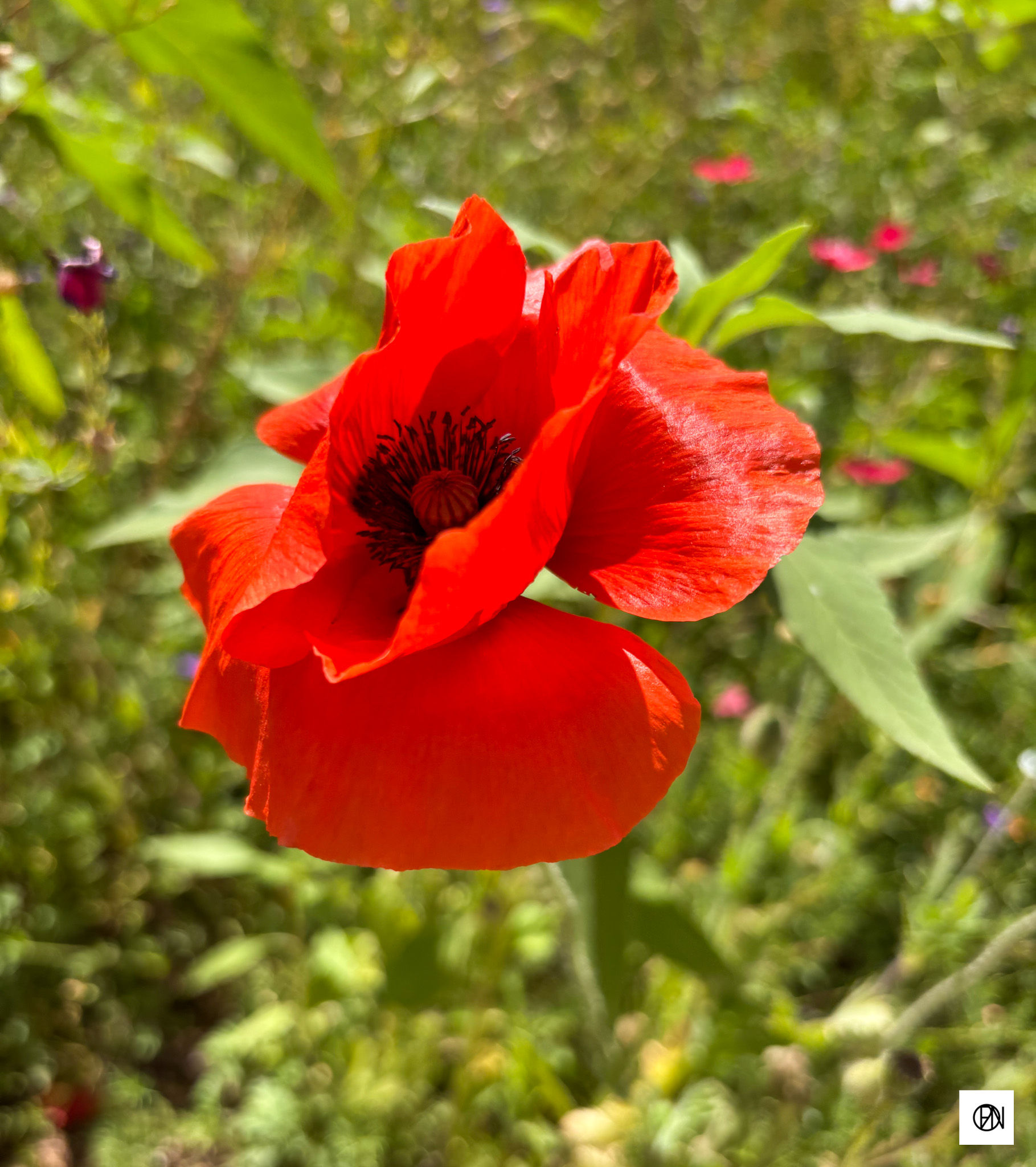 Red flower