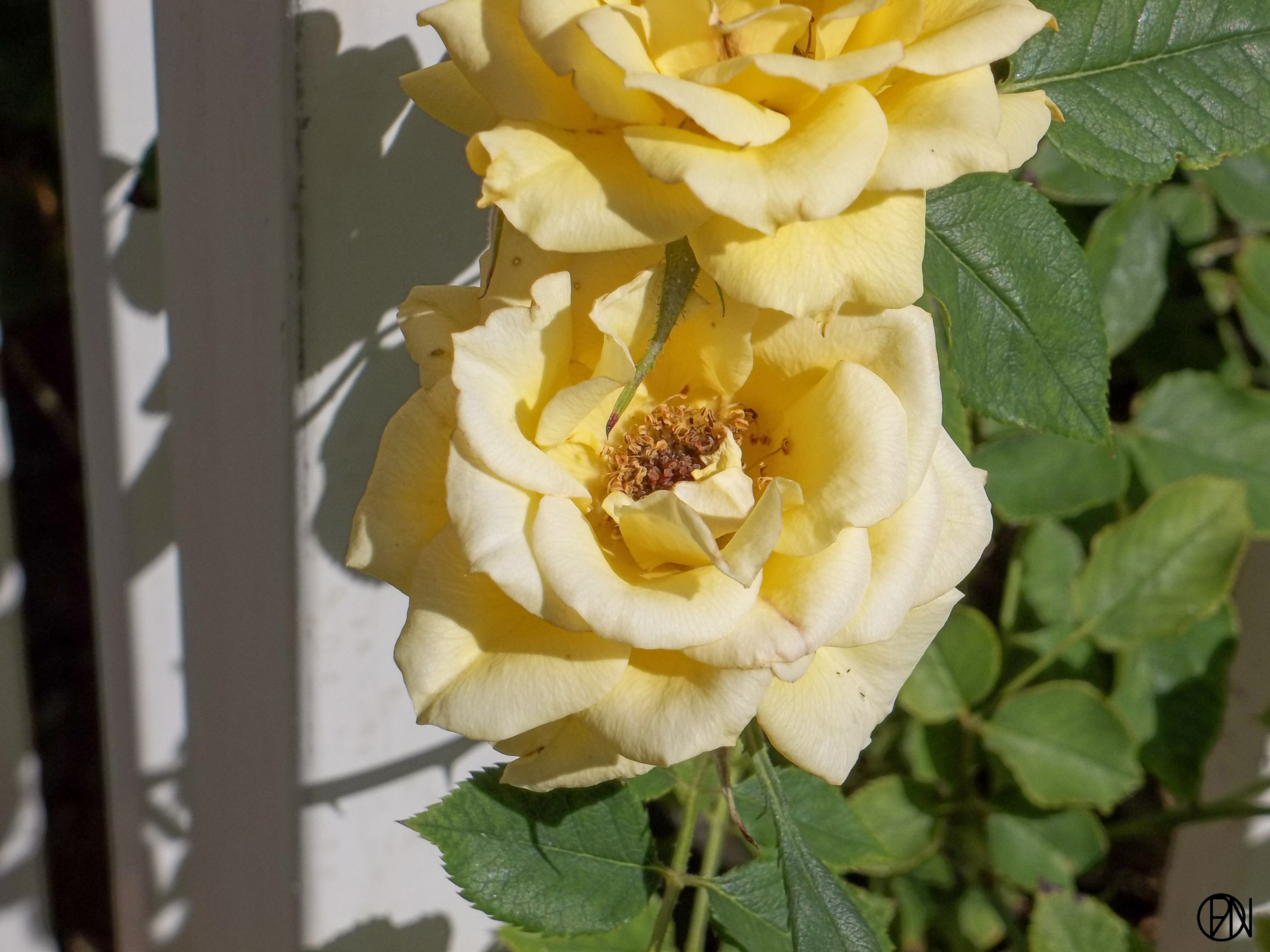 Yellow flowers