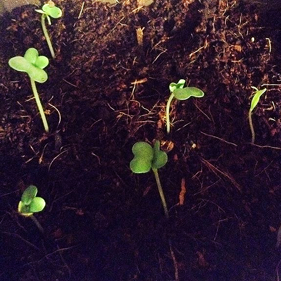 Finally.....Sowing seeds!