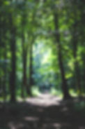 the-path-among-the-trees-6037.jpg