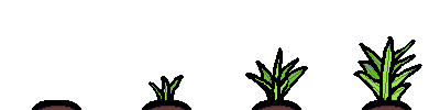 [4GROWTH] Pokok Aloe Vera-Sheet