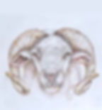 A ram's head with curling horns