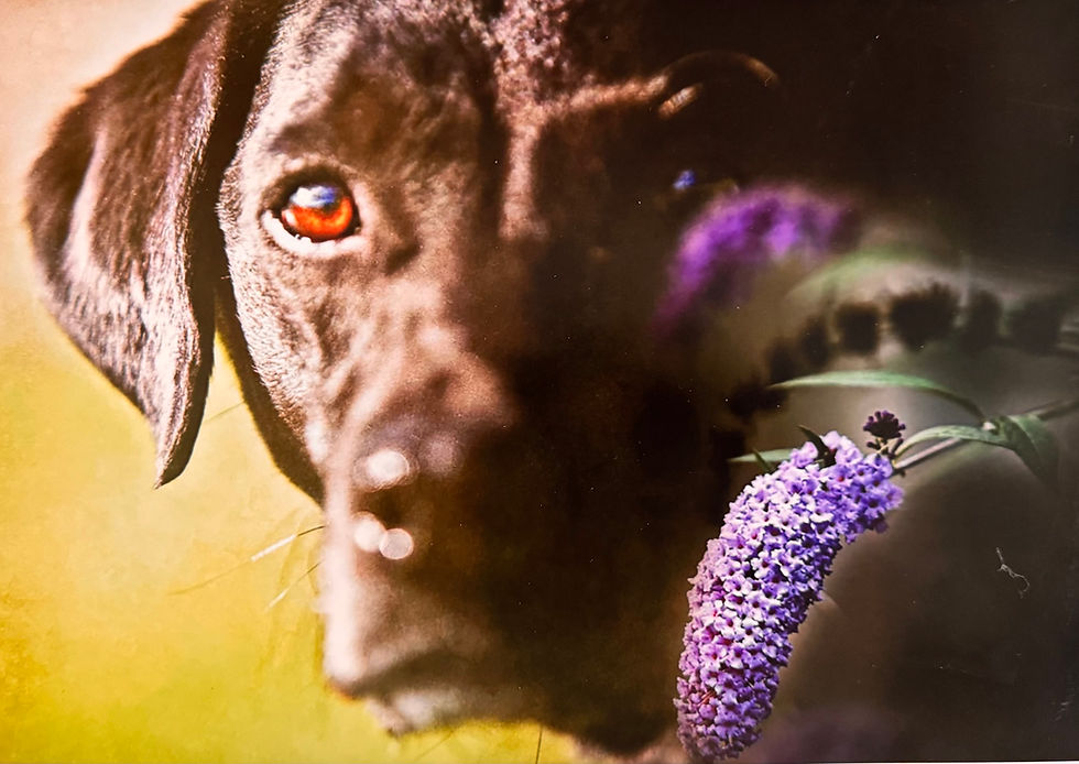 close-up portrait of a black Labrador retriever,