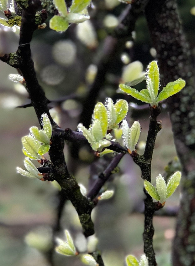 close-up glimpse of verdant, fresh leaves delicately draped in pearlescent droplets