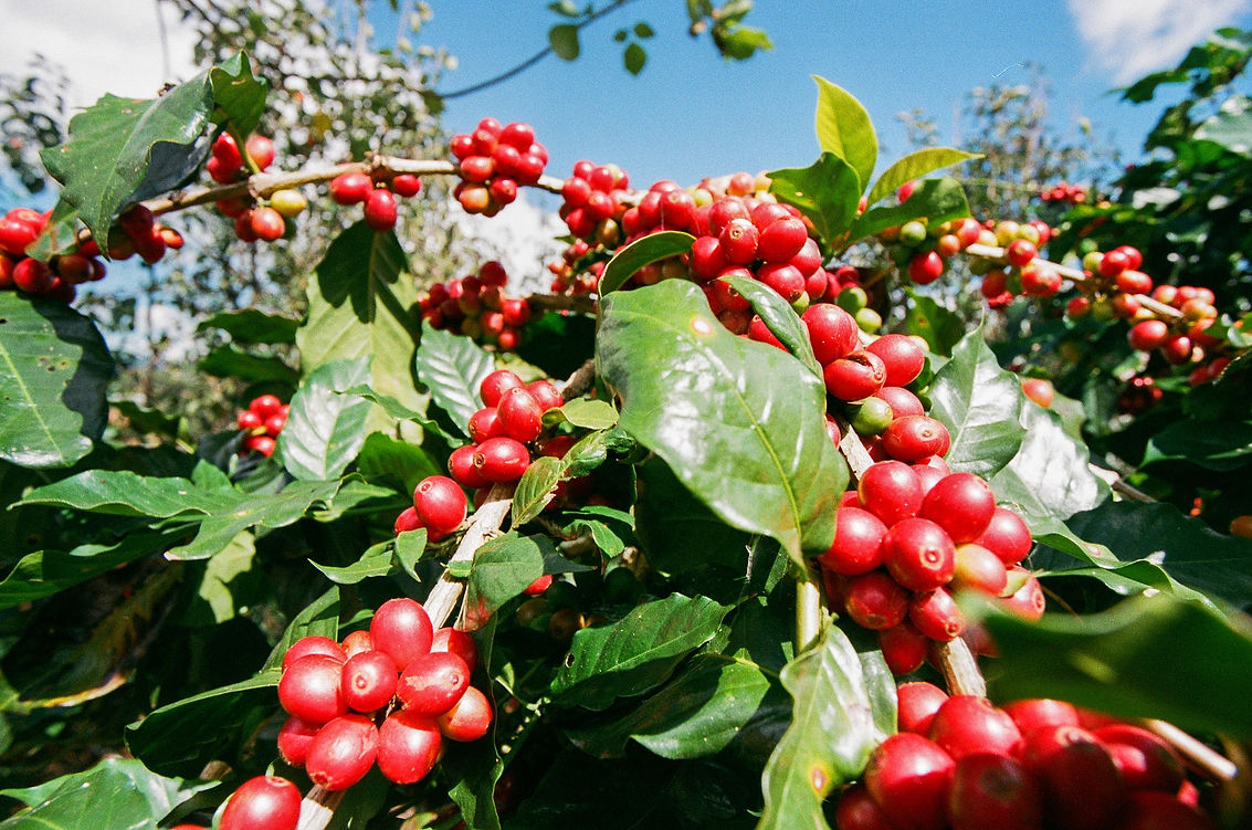 coffee-berries-g0df012394_1920.jpg