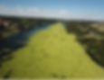 Macrophytes.png