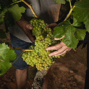 CellerMatallonga_230901_096_BR.jpeg