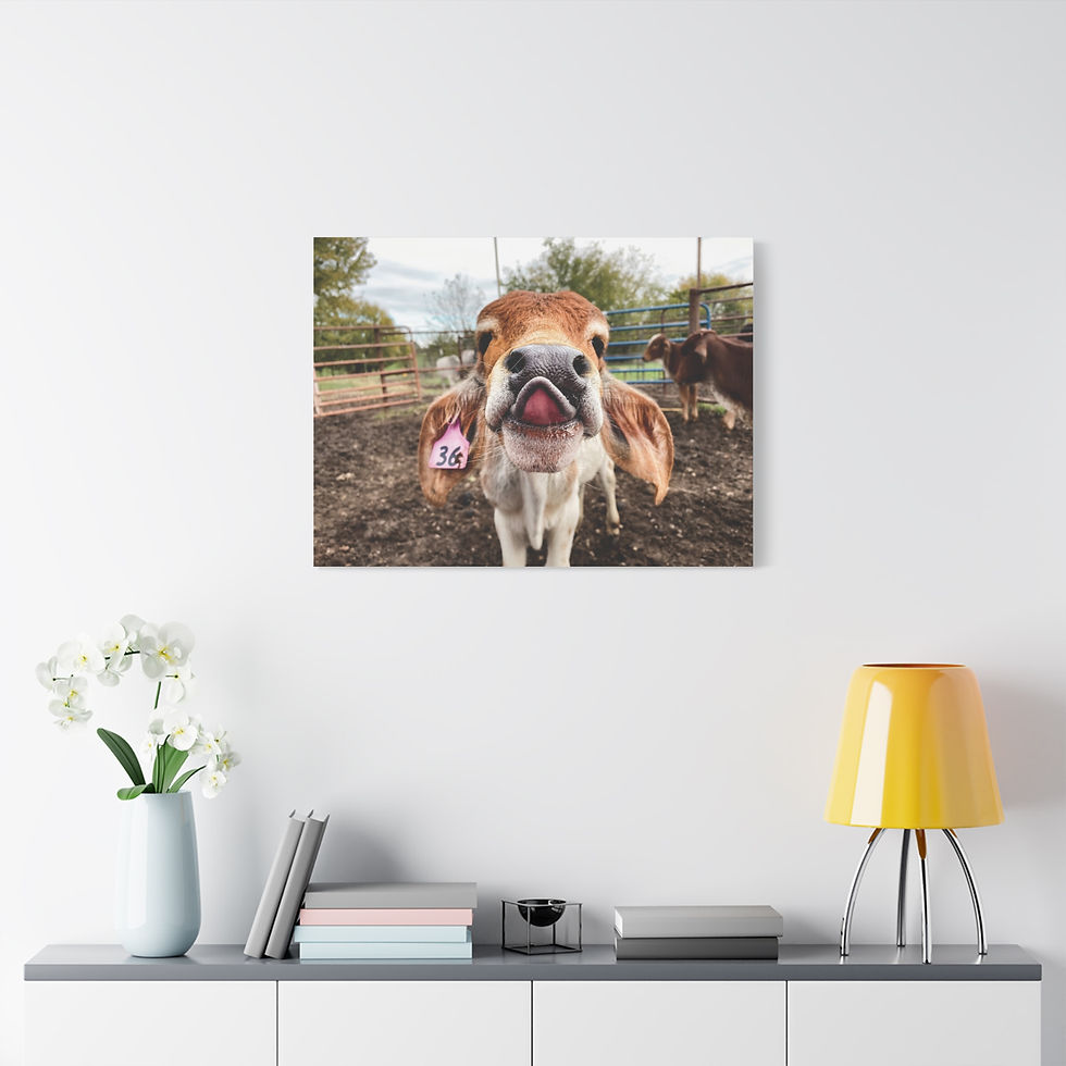 Thumbnail: Playful Calf Photo Canvas - Cute Farm Animal Wall Art, Matte Stretched Canvas