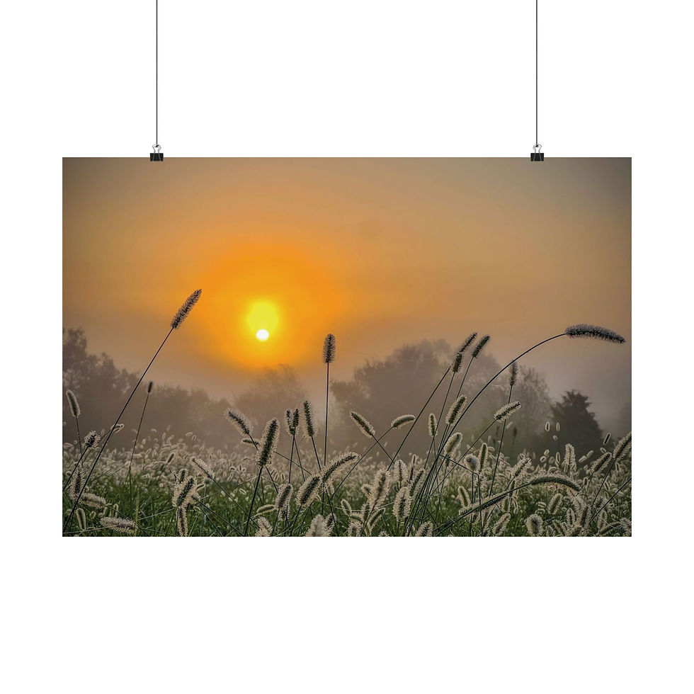 Thumbnail: Sunrise Foxtail Grass Meadow Matte Poster