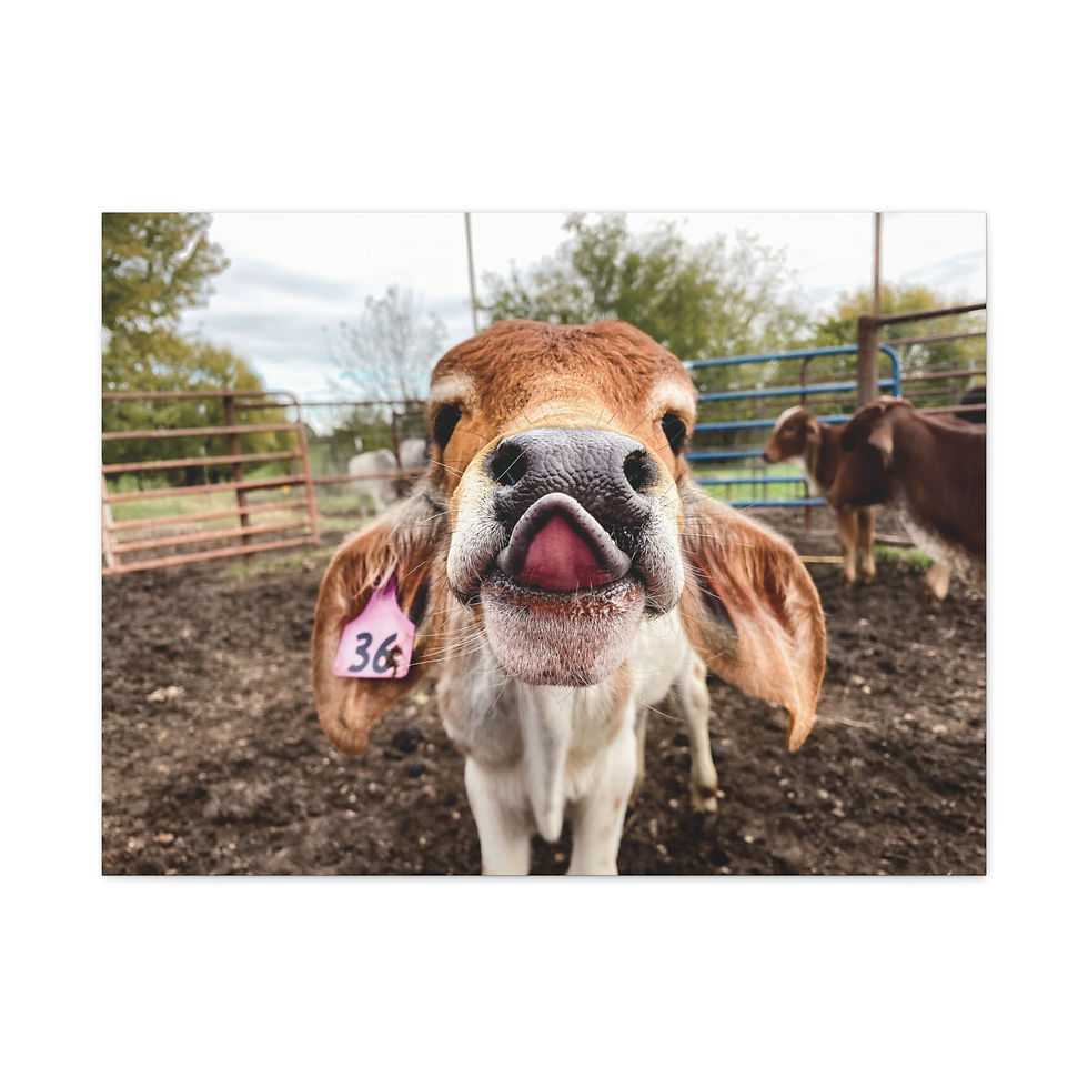Thumbnail: Playful Calf Photo Canvas - Cute Farm Animal Wall Art, Matte Stretched Canvas