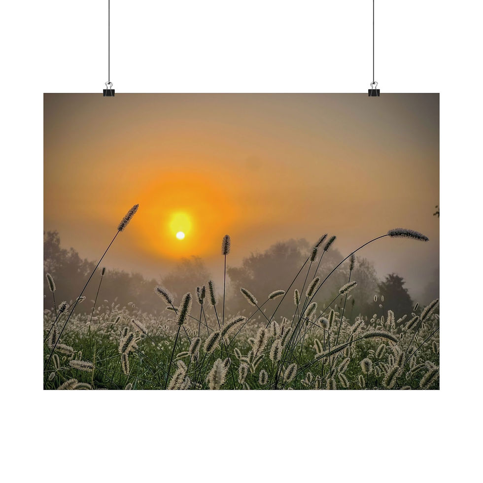 Thumbnail: Sunrise Foxtail Grass Meadow Matte Poster