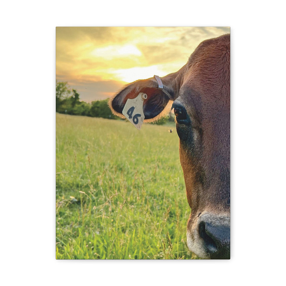 Thumbnail: Sunset Cow Canvas Wall Art — Rustic Farm Animal Photo Print