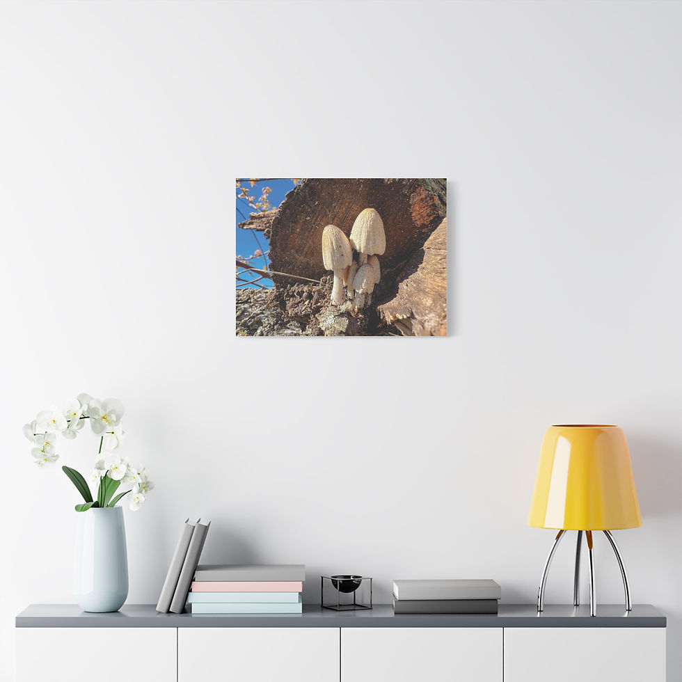Thumbnail: Mushroom Cluster Log Matte Canvas Wall Art Nature Photography Stretched Canvas